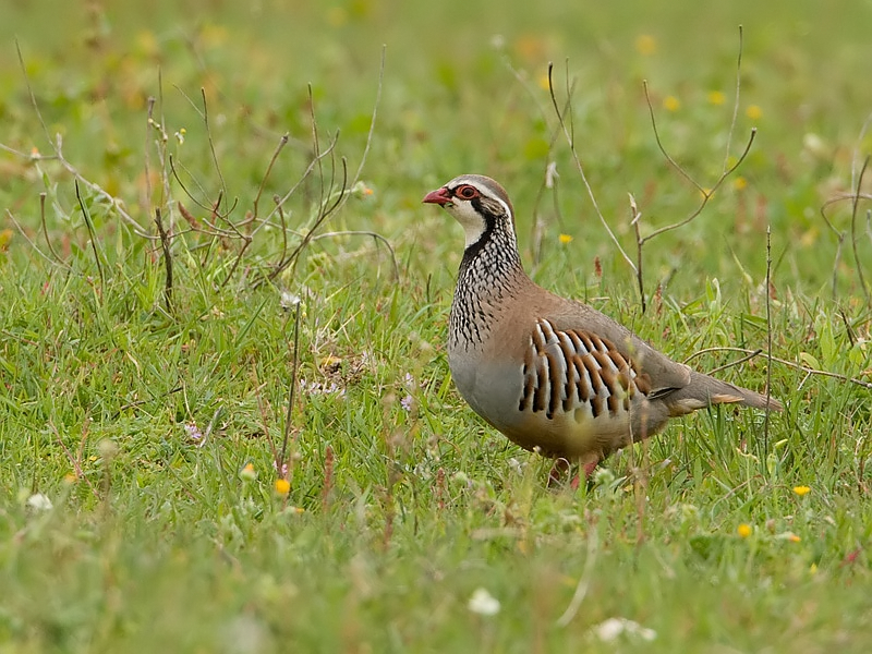 Alectoris rufa Rode Patrijs Red-legged Partridge